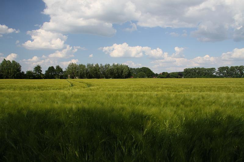 Gerstenfeld im Hohen Feld.JPG - Gerstenfeld im "Hohen Feld"